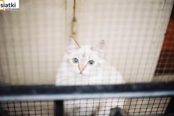 Siatki Mrągowo - Siatka dla kota na balkon z małym oczkiem dla terenów Mrągowa